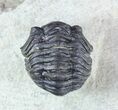 Acastoides Trilobite - Foum Zguid, Morocco #57666-2
